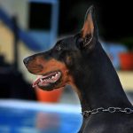 La testa del Dobermann