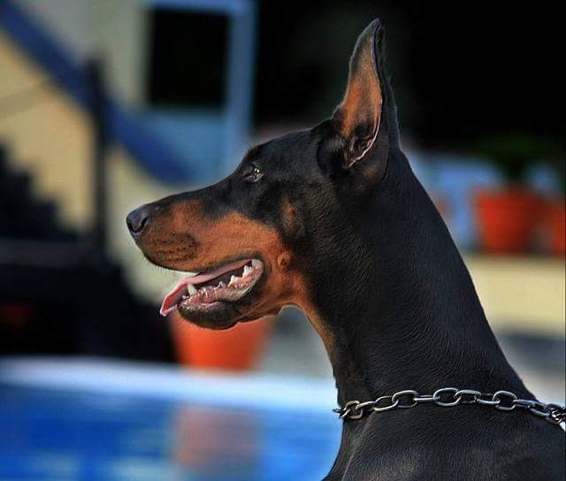 La testa del Dobermann