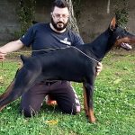 Dobermann