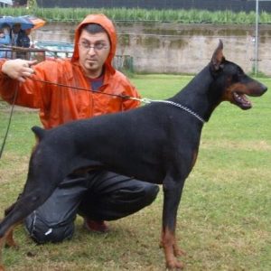 Dobermann maschi