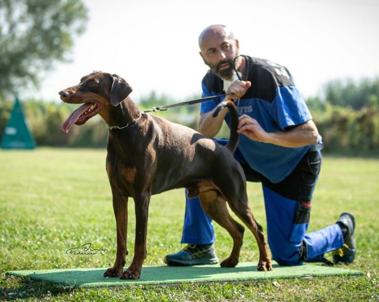 Dobermann maschi