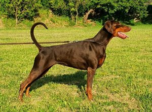 Dobermann femmine